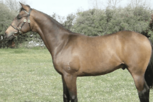 Blazer Horse