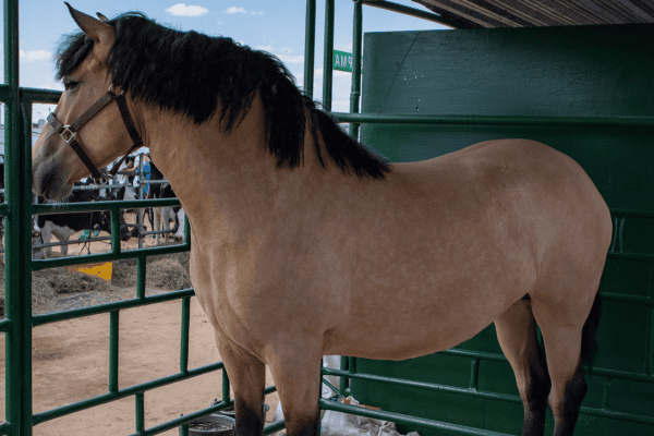 Byelorussian Harness Horse