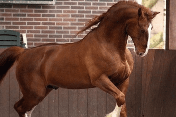Frederiksborger Horse