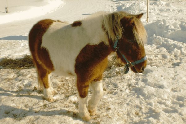 Hokkaido Pony