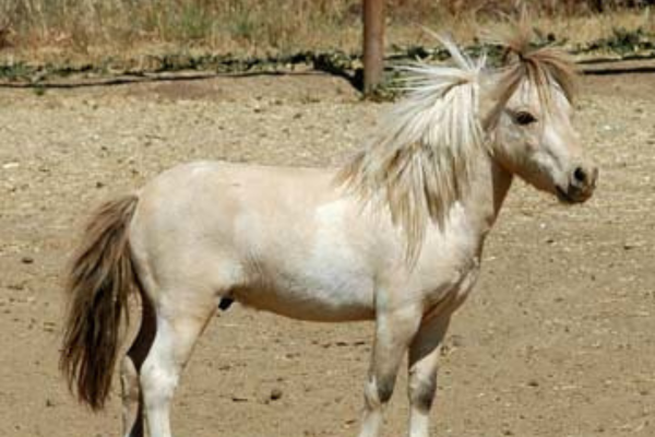 Brazilian Pony
