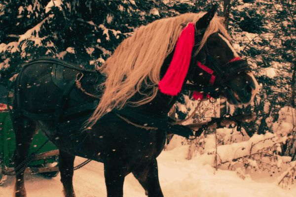 Bucovina Horse