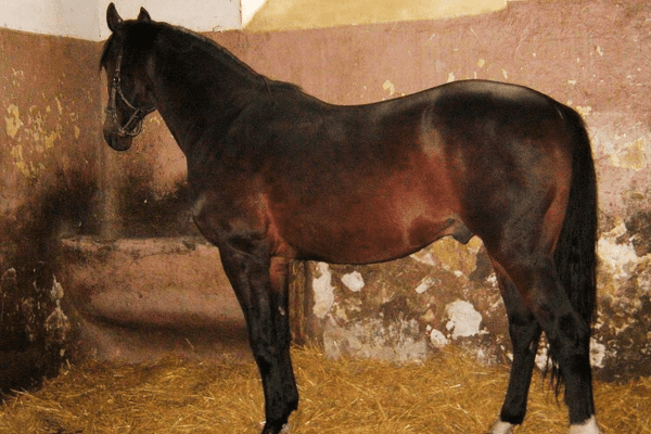 East Bulgarian Horse