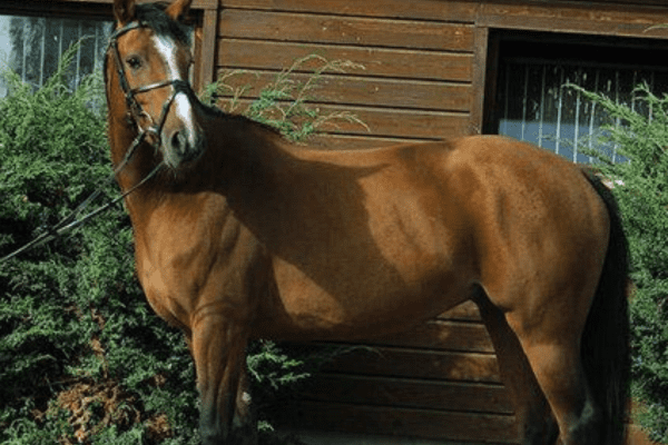 Württemberger Horse