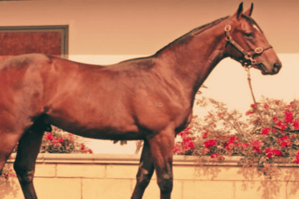 Salerno Horse