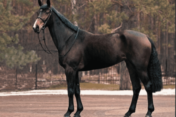 Ukrainian Riding Horse