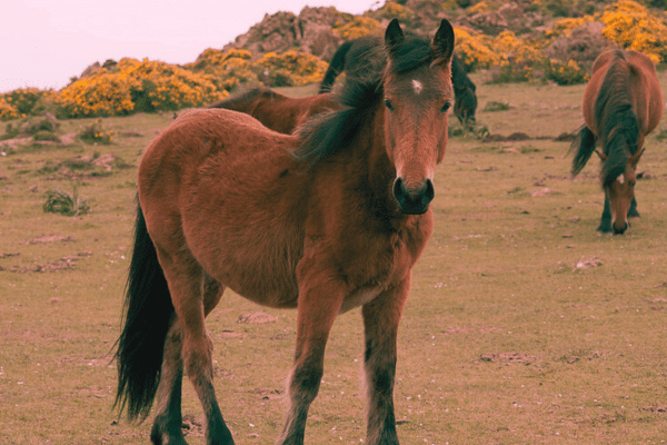 Galician Horse