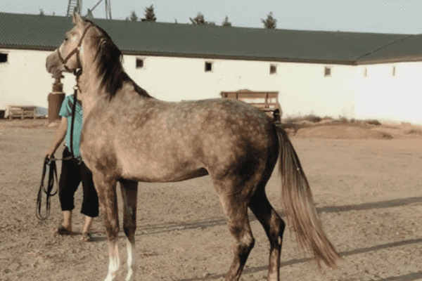 Deliboz Horse