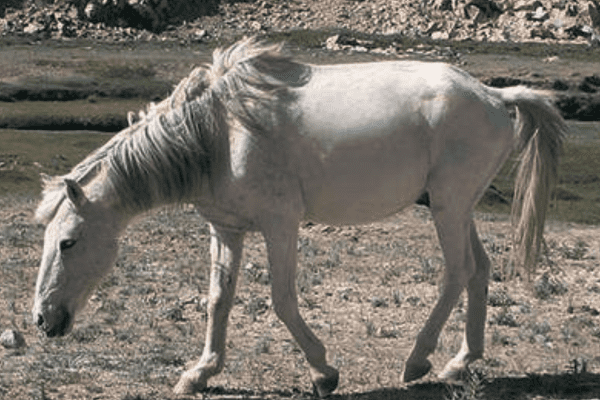 Zanskari Horse